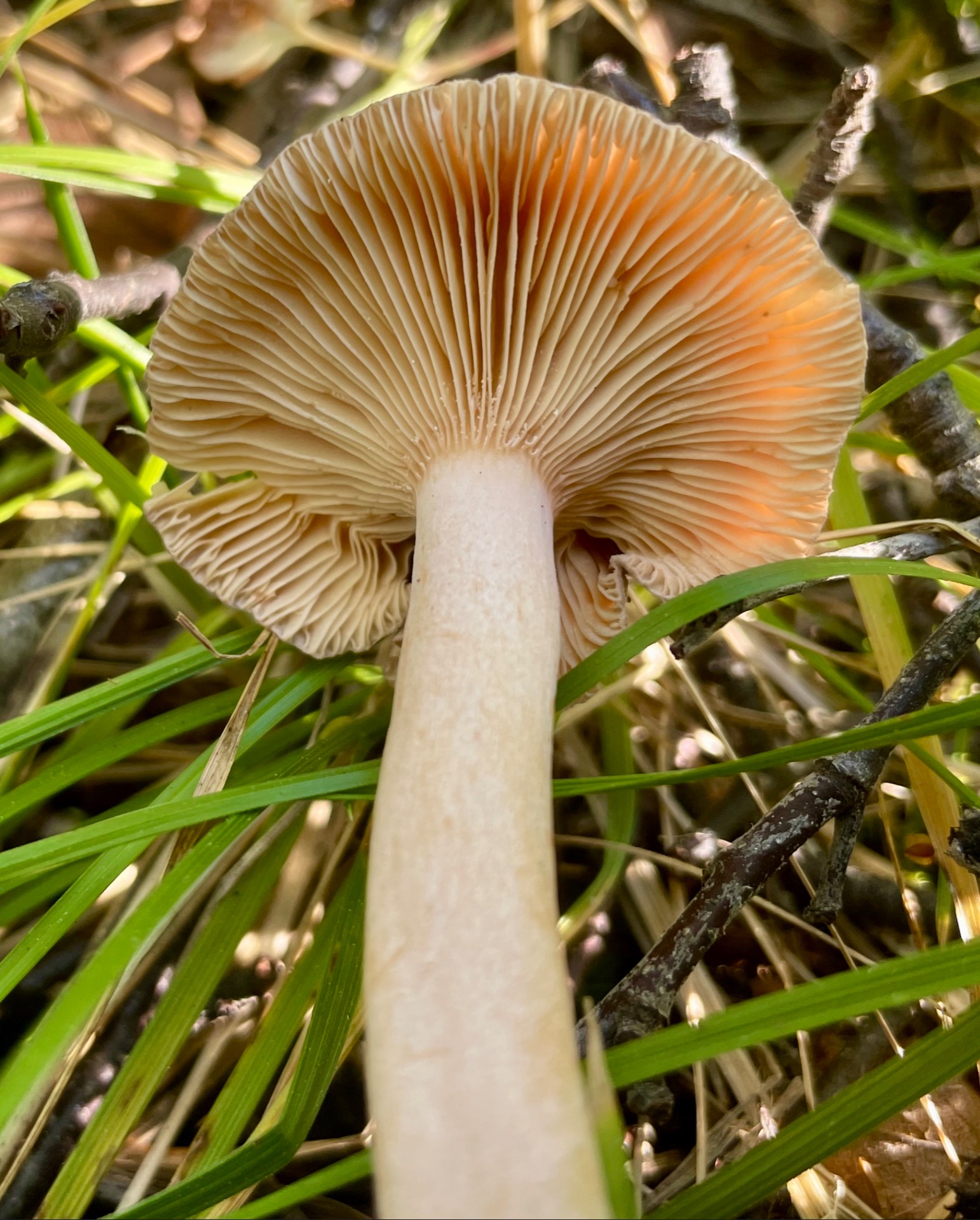 Kokosriske - Foto: Melaa sopp og nytte