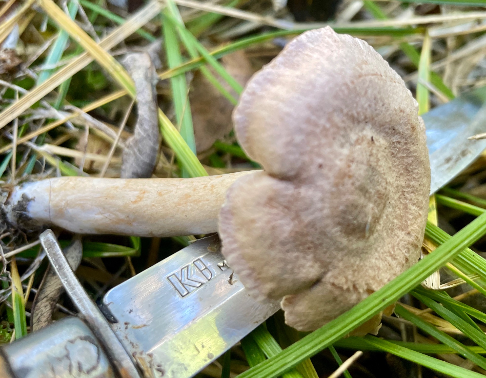 Kokosriske - Foto: Melaa sopp og nytte